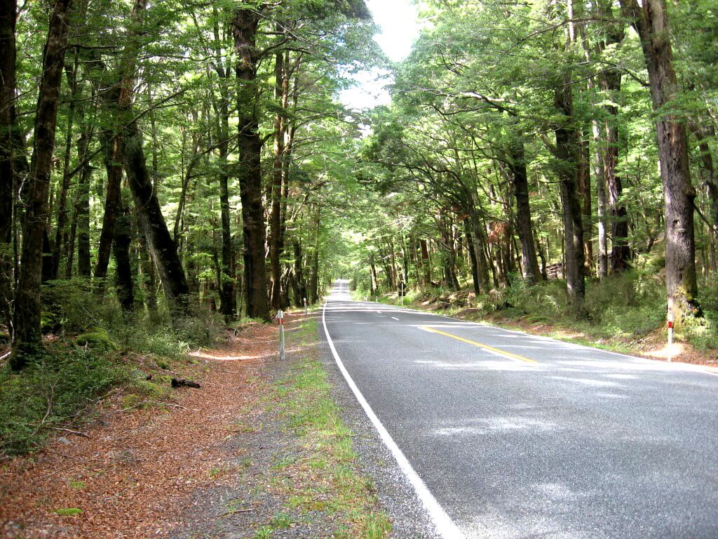 Lövskog Nya Zeeland