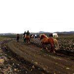 Islandshästar på grusväg. Islands inland i närheten av Landmannalaugar